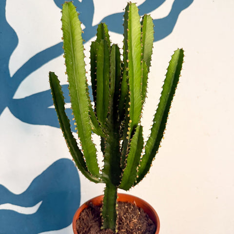 Euphorbia triangularis - Cathedral Cactus - Sprouts of Bristol