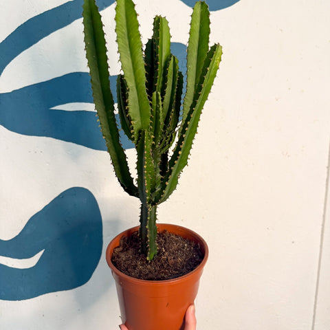 Euphorbia triangularis - Cathedral Cactus - Sprouts of Bristol