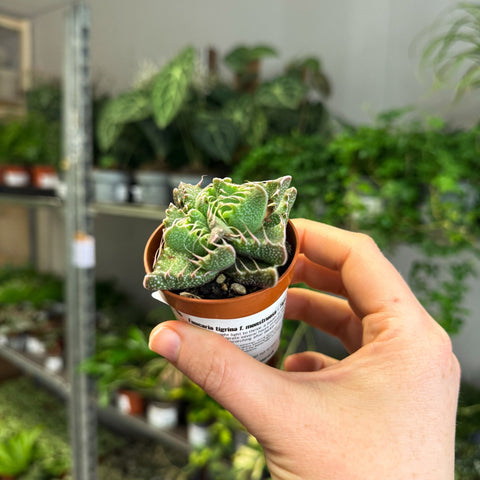 Faucaria tigrina f. monstruosa - Tiger Jaws Succulent - Sprouts of Bristol