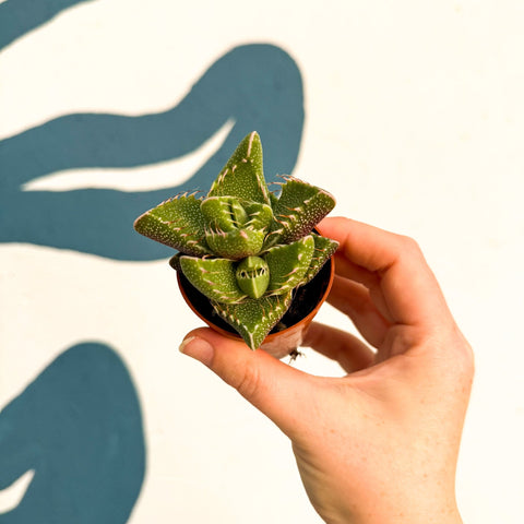 Faucaria tigrina f. monstruosa - Tiger Jaws Succulent - Sprouts of Bristol