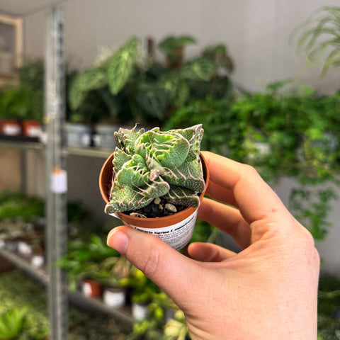 Faucaria tigrina f. monstruosa - Tiger Jaws Succulent - Sprouts of Bristol
