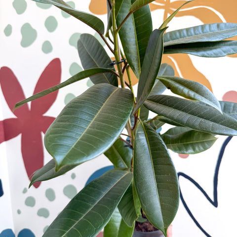 Ficus americana 'Tresor' - Sprouts of Bristol