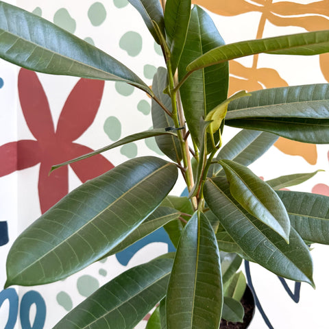 Ficus americana 'Tresor' - Sprouts of Bristol