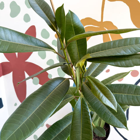Ficus americana 'Tresor' - Sprouts of Bristol