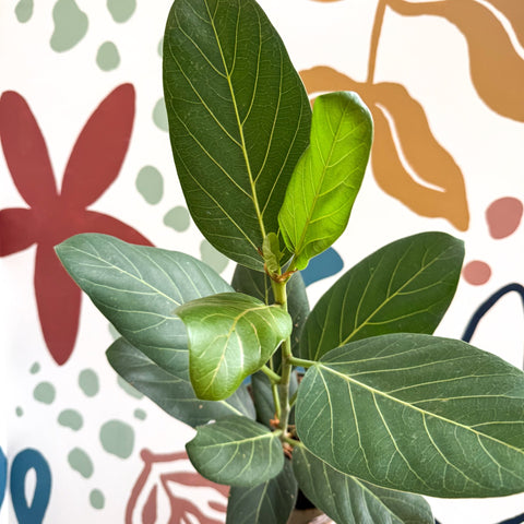 Ficus benghalensis 'Audrey' - Bengal Fig - Sprouts of Bristol