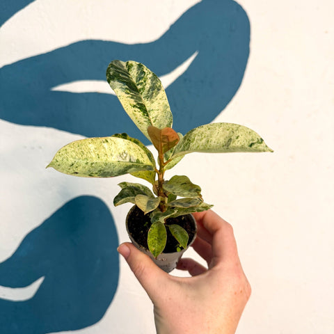 Ficus elastica 'Shivereana' - Moonshine Rubber Tree - Sprouts of Bristol