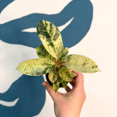 Ficus elastica 'Shivereana' - Moonshine Rubber Tree - Sprouts of Bristol