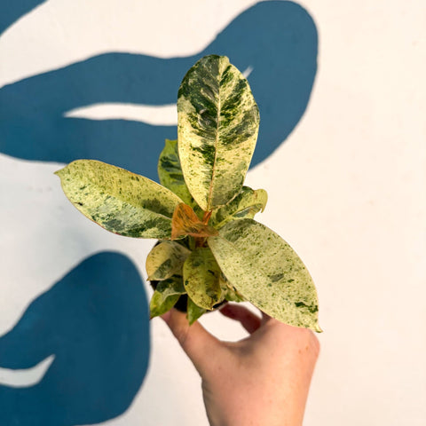 Ficus elastica 'Shivereana' - Moonshine Rubber Tree - Sprouts of Bristol
