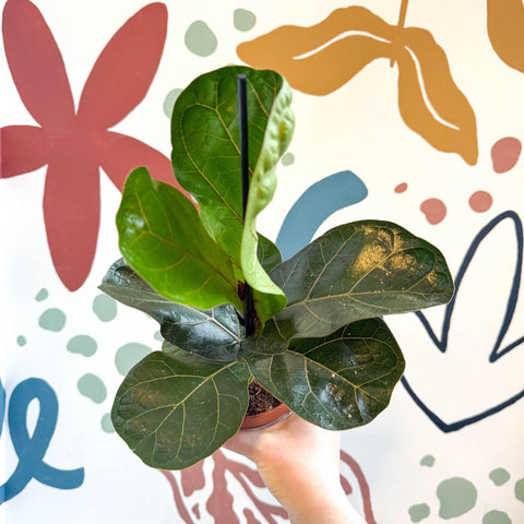 Ficus lyrata - Fiddle - Leaf Fig - Sprouts of Bristol