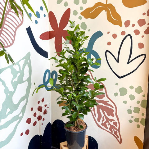 Ficus microcarpa ‘Moclame’ – Indian Laurel Fig - Sprouts of Bristol