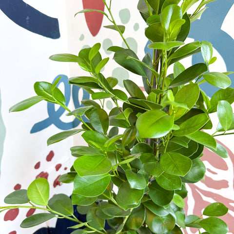 Ficus microcarpa ‘Moclame’ – Indian Laurel Fig - Sprouts of Bristol