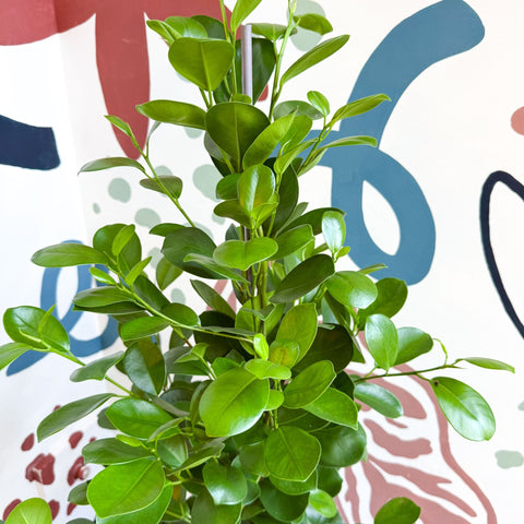 Ficus microcarpa ‘Moclame’ – Indian Laurel Fig - Sprouts of Bristol