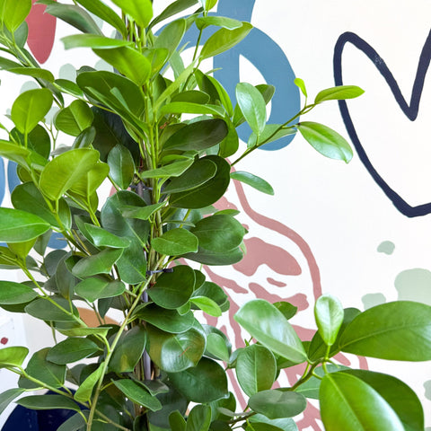 Ficus microcarpa ‘Moclame’ – Indian Laurel Fig - Sprouts of Bristol