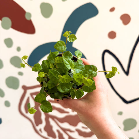 Ficus pumila 'Green Sunny' - Creeping Fig - Sprouts of Bristol