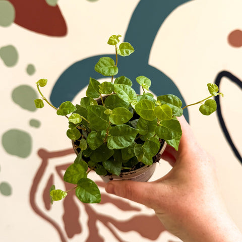 Ficus pumila 'Green Sunny' - Creeping Fig - Sprouts of Bristol