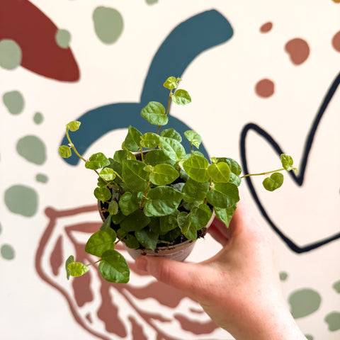 Ficus pumila 'Green Sunny' - Creeping Fig - Sprouts of Bristol