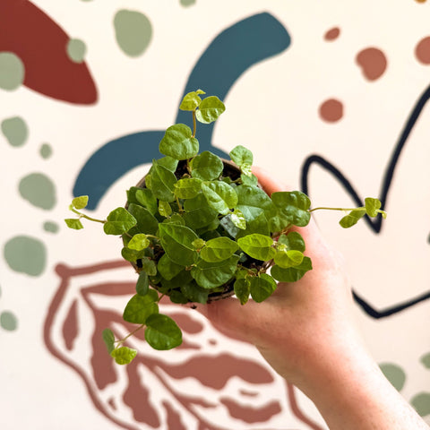 Ficus pumila 'Green Sunny' - Creeping Fig - Sprouts of Bristol