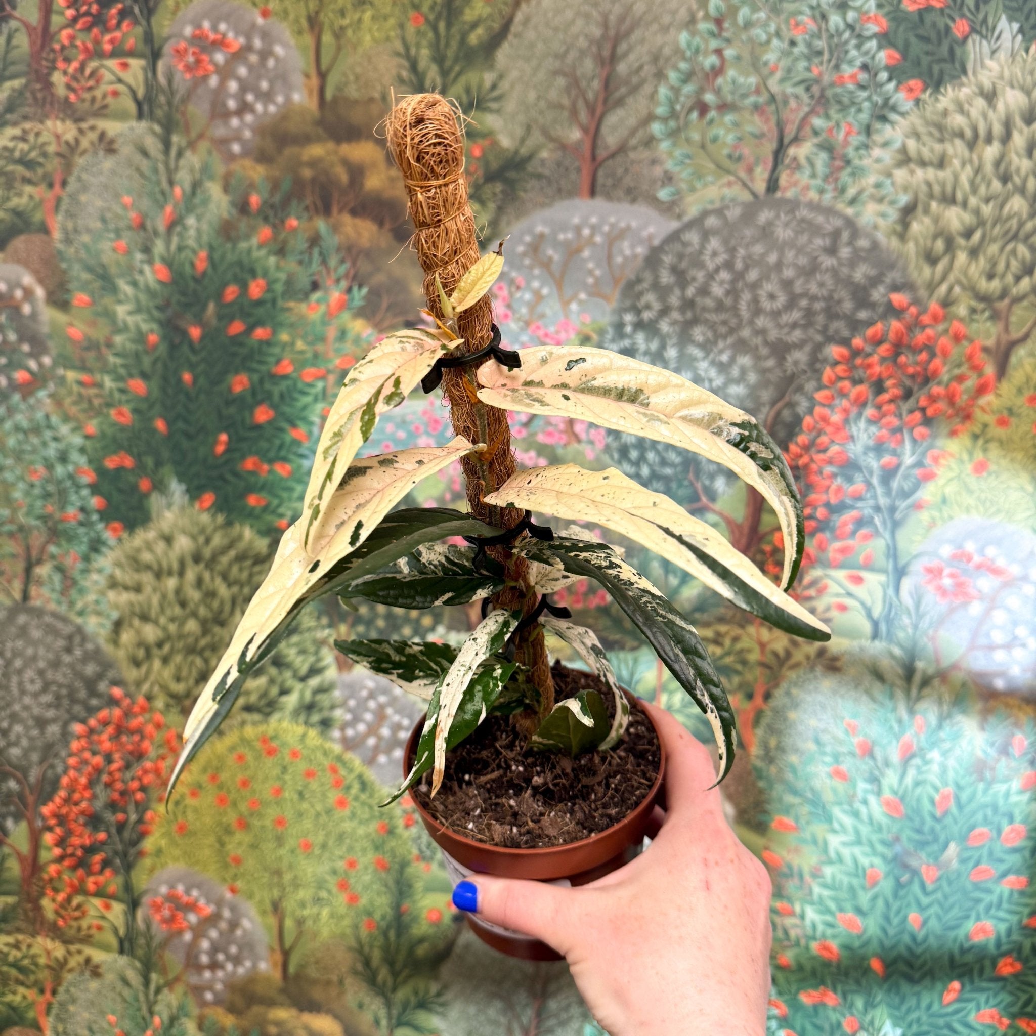 Ficus sagittata 'Variegata Pink' – Sprouts of Bristol