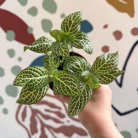 Fittonia verschaffeltii 'White Angel' - Sprouts of Bristol