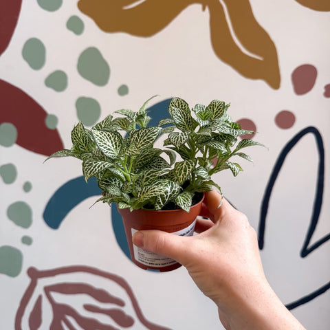 Fittonia verschaffeltii 'White Joly Josan' - Sprouts of Bristol