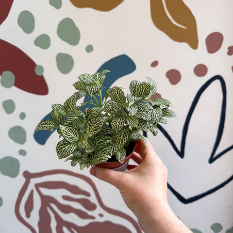 Fittonia verschaffeltii 'White Joly Josan' - Sprouts of Bristol