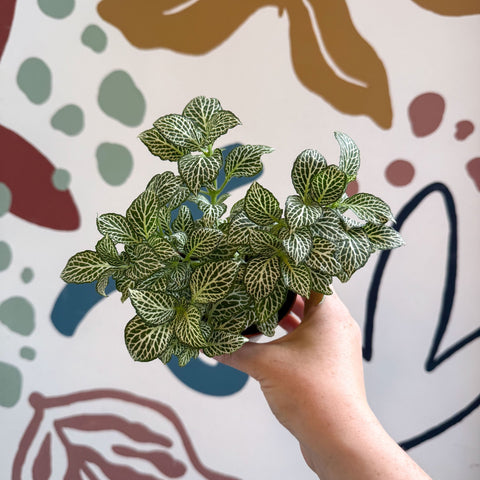 Fittonia verschaffeltii 'White Joly Josan' - Sprouts of Bristol