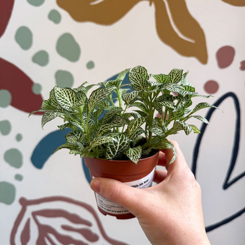 Fittonia verschaffeltii 'White Joly Josan' - Sprouts of Bristol