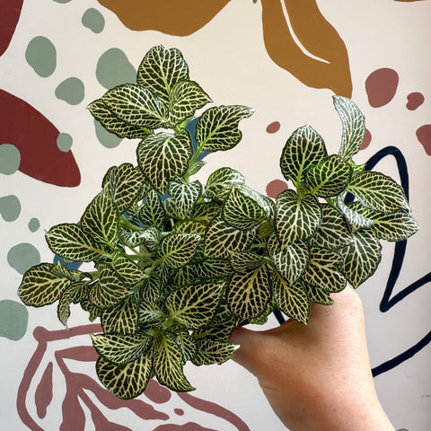 Fittonia verschaffeltii 'White Joly Josan' - Sprouts of Bristol