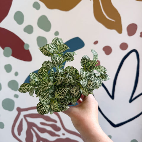 Fittonia verschaffeltii 'White Joly Josan' - Sprouts of Bristol