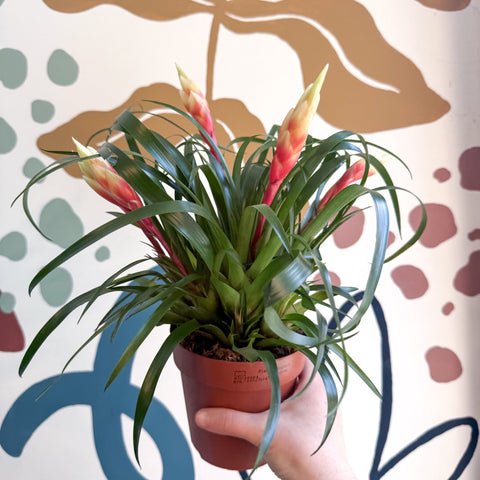Flaming Sword Bromeliad - Vriesea 'Shannon' - Sprouts of Bristol