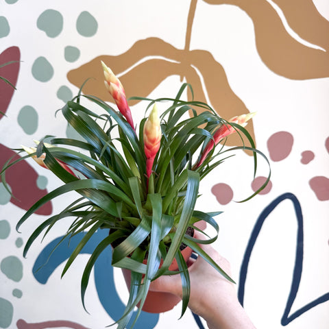 Flaming Sword Bromeliad - Vriesea 'Shannon' - Sprouts of Bristol