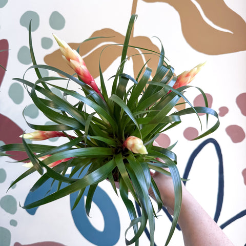 Flaming Sword Bromeliad - Vriesea 'Shannon' - Sprouts of Bristol