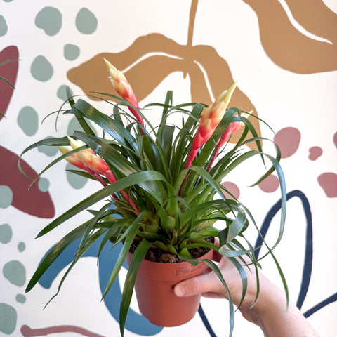 Flaming Sword Bromeliad - Vriesea 'Shannon' - Sprouts of Bristol