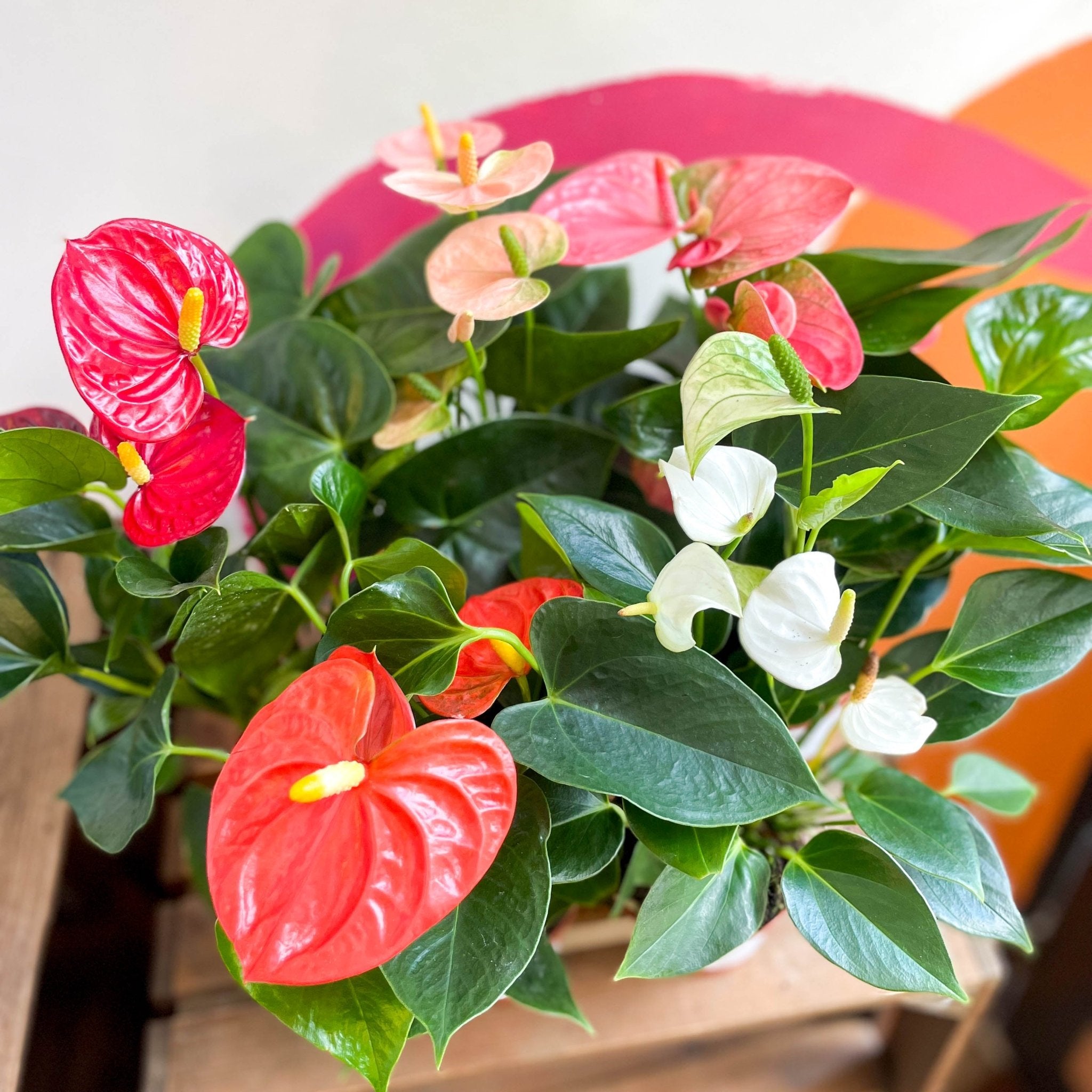 anthurium andreanum nombre comun Flor De Flamenco