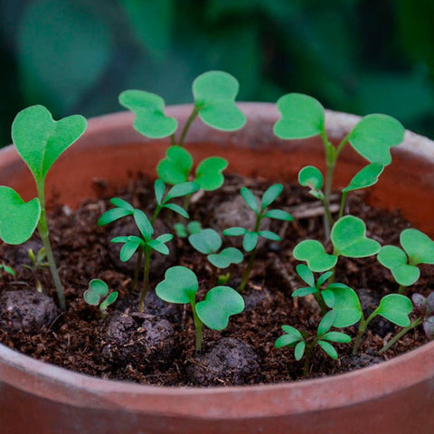 Forget - Me - Not Wildflower Seedball Tubes - Sprouts of Bristol