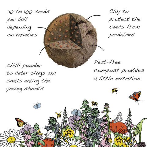 Forget - Me - Not Wildflower Seedball Tubes - Sprouts of Bristol