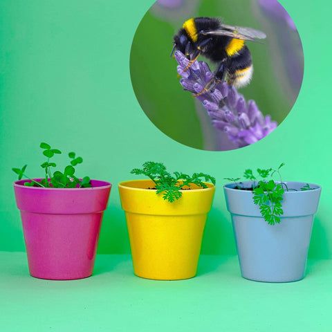 Forget - Me - Not Wildflower Seedball Tubes - Sprouts of Bristol