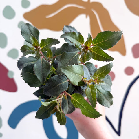 Fuchsia 'Beacon' - Hardy Bush Fuchsia - British Grown - Sprouts of Bristol