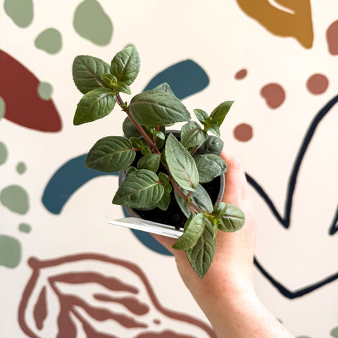 Fuchsia 'Blacky' - British Grown - Sprouts of Bristol