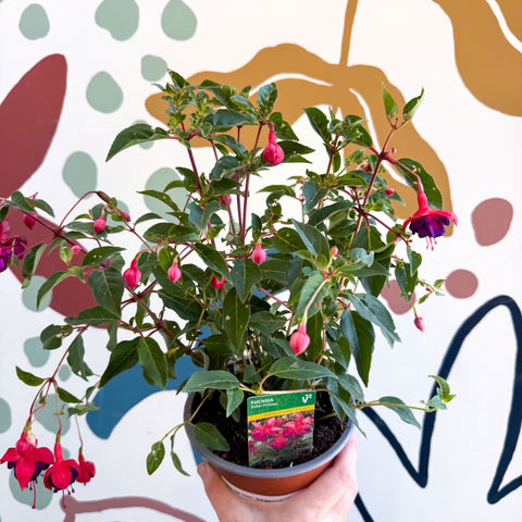 Fuchsia 'Dollar Princess' - Bush Fuchsia - British Grown - Sprouts of Bristol