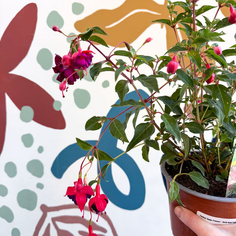 Fuchsia 'Dollar Princess' - Bush Fuchsia - British Grown - Sprouts of Bristol