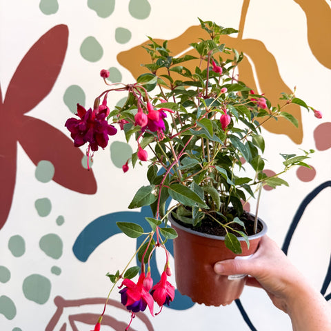 Fuchsia 'Dollar Princess' - Bush Fuchsia - British Grown - Sprouts of Bristol