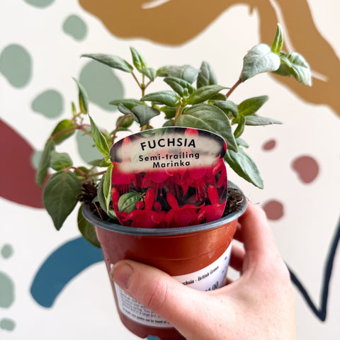 Fuchsia 'Marinka' - Semi - trailing Fuchsia - British Grown - Sprouts of Bristol
