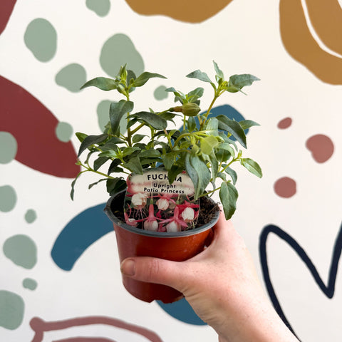 Fuchsia 'Patio Princess' - Upright Fuchsia - British Grown - Sprouts of Bristol