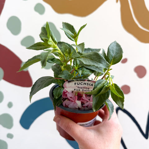 Fuchsia 'Pink Galore' - Trailing Fuchsia - British Grown - Sprouts of Bristol
