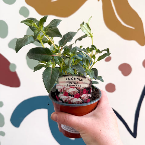 Fuchsia 'Spion Kop' - Upright Fuchsia - British Grown - Sprouts of Bristol