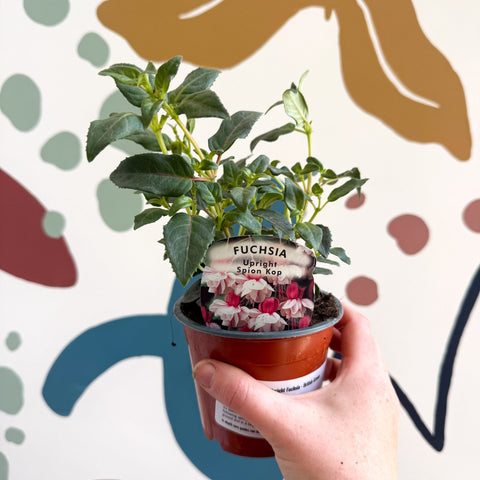 Fuchsia 'Spion Kop' - Upright Fuchsia - British Grown - Sprouts of Bristol