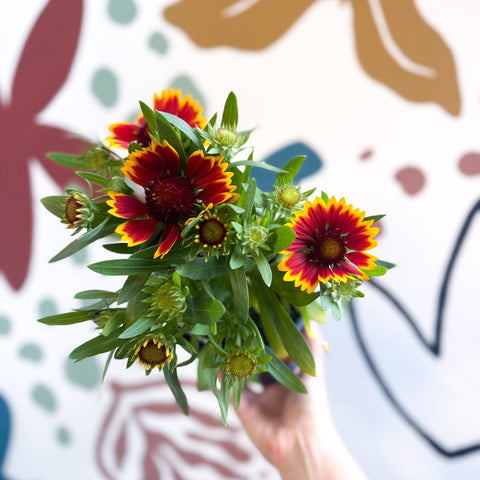 Gaillardia aristata 'Sunrita Red Yellow Tip' - Blanket Flower - British Grown - Sprouts of Bristol