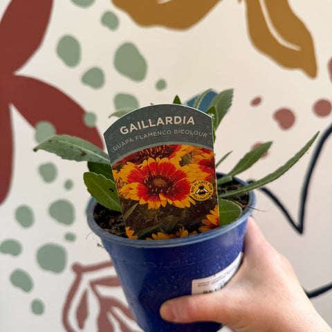 Gaillardia × grandiflora 'Guapa Flamenco Bicolour' - Blanket Flower - British Grown - Sprouts of Bristol