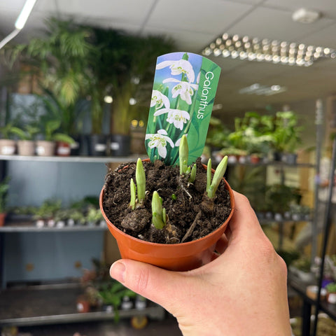 Galanthus elwesii - Potted Double Snowdrop Bulbs - Sprouts of Bristol